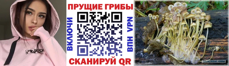 Купить где  Калининск  Псилоцибиновые грибы прущие грибы 
